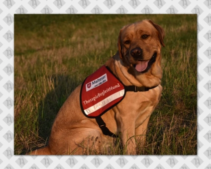 Gestickter Patch Aufnäher rechteckig Kettelrand Hundesport Malteser