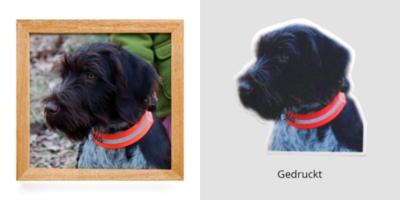 Fotorealistischer Aufnäher gedruckt mit Hundemotiv und rotem Halsband