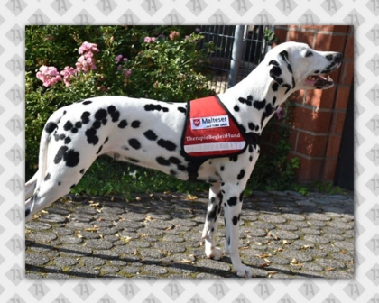 Gestickter Patch Aufnäher rechteckig Kettelrand Hundesport Malteser