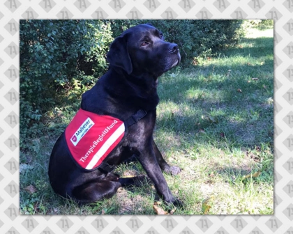 Gestickter Patch Aufnäher rechteckig Kettelrand Hundesport Malteser