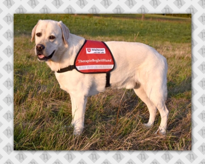 Gestickter Patch Aufnäher rechteckig Kettelrand Hundesport Malteser